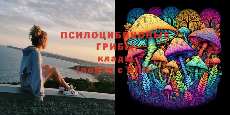 Галлюциногенные грибы Psilocybe  Саранск 